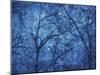 Canada. Blue abstract of trees.-Jaynes Gallery-Mounted Photographic Print