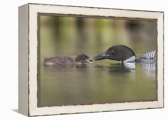 Canada, British Columbia. A Common Loon Offers an Aquatic Insect to a Loon Chick at Lac Le Jeune-Gary Luhm-Framed Premier Image Canvas