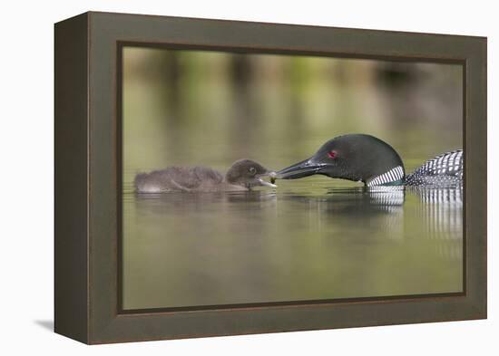 Canada, British Columbia. A Common Loon Offers an Aquatic Insect to a Loon Chick at Lac Le Jeune-Gary Luhm-Framed Premier Image Canvas