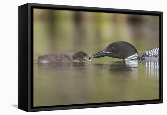 Canada, British Columbia. A Common Loon Offers an Aquatic Insect to a Loon Chick at Lac Le Jeune-Gary Luhm-Framed Premier Image Canvas