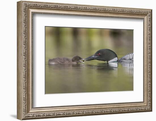 Canada, British Columbia. A Common Loon Offers an Aquatic Insect to a Loon Chick at Lac Le Jeune-Gary Luhm-Framed Photographic Print
