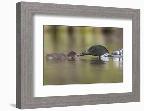 Canada, British Columbia. A Common Loon Offers an Aquatic Insect to a Loon Chick at Lac Le Jeune-Gary Luhm-Framed Photographic Print