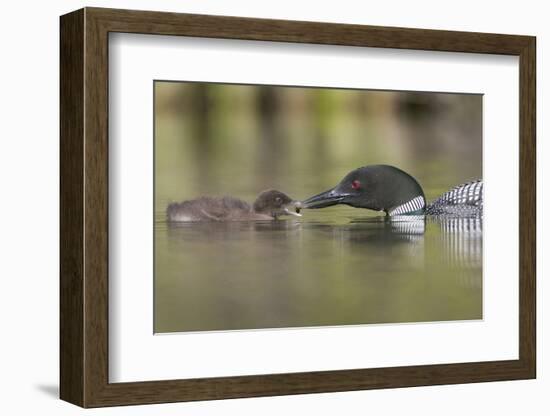 Canada, British Columbia. A Common Loon Offers an Aquatic Insect to a Loon Chick at Lac Le Jeune-Gary Luhm-Framed Photographic Print