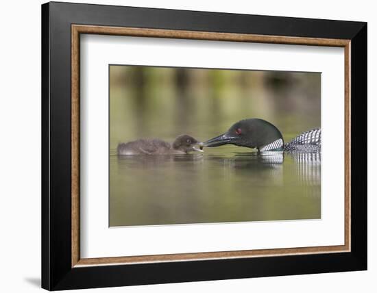 Canada, British Columbia. A Common Loon Offers an Aquatic Insect to a Loon Chick at Lac Le Jeune-Gary Luhm-Framed Photographic Print