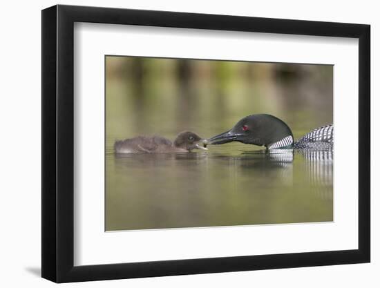 Canada, British Columbia. A Common Loon Offers an Aquatic Insect to a Loon Chick at Lac Le Jeune-Gary Luhm-Framed Photographic Print