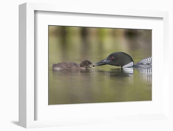 Canada, British Columbia. A Common Loon Offers an Aquatic Insect to a Loon Chick at Lac Le Jeune-Gary Luhm-Framed Photographic Print