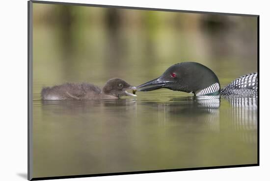 Canada, British Columbia. A Common Loon Offers an Aquatic Insect to a Loon Chick at Lac Le Jeune-Gary Luhm-Mounted Photographic Print