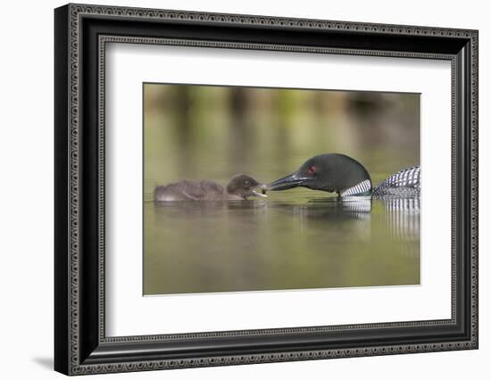 Canada, British Columbia. A Common Loon Offers an Aquatic Insect to a Loon Chick at Lac Le Jeune-Gary Luhm-Framed Photographic Print