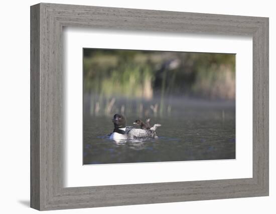 Canada, British Columbia. Adult Common Loon floats with a chick on its back.-Gary Luhm-Framed Photographic Print