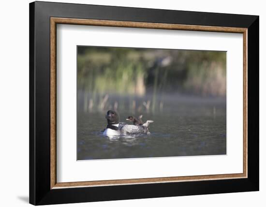 Canada, British Columbia. Adult Common Loon floats with a chick on its back.-Gary Luhm-Framed Photographic Print