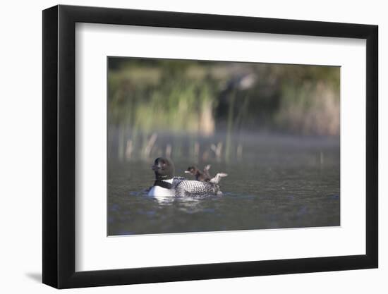 Canada, British Columbia. Adult Common Loon floats with a chick on its back.-Gary Luhm-Framed Photographic Print