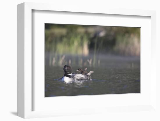Canada, British Columbia. Adult Common Loon floats with a chick on its back.-Gary Luhm-Framed Photographic Print