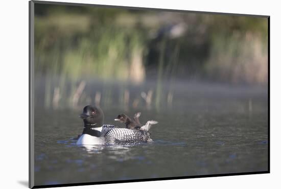 Canada, British Columbia. Adult Common Loon floats with a chick on its back.-Gary Luhm-Mounted Photographic Print