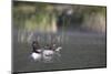 Canada, British Columbia. Adult Common Loon floats with a chick on its back.-Gary Luhm-Mounted Photographic Print