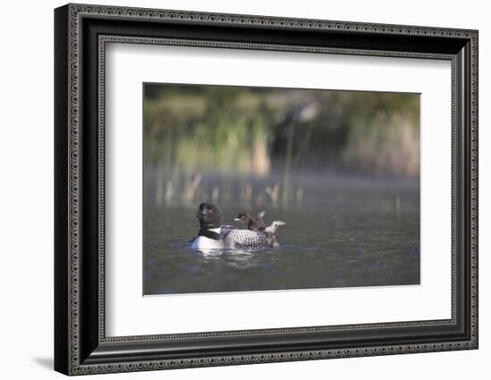Canada, British Columbia. Adult Common Loon floats with a chick on its back.-Gary Luhm-Framed Photographic Print