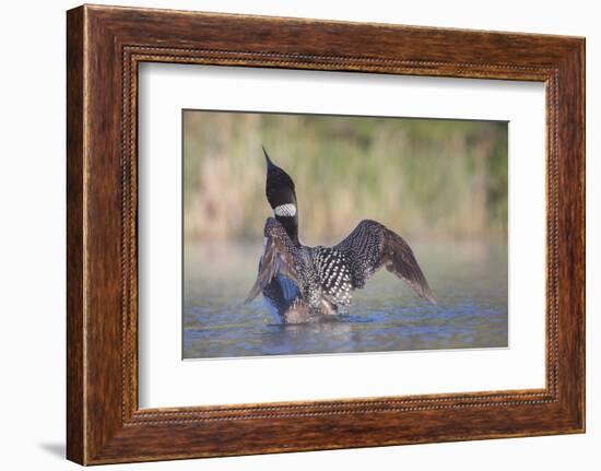 Canada, British Columbia. Adult Common Loon in breeding plumage flaps its wings.-Gary Luhm-Framed Photographic Print