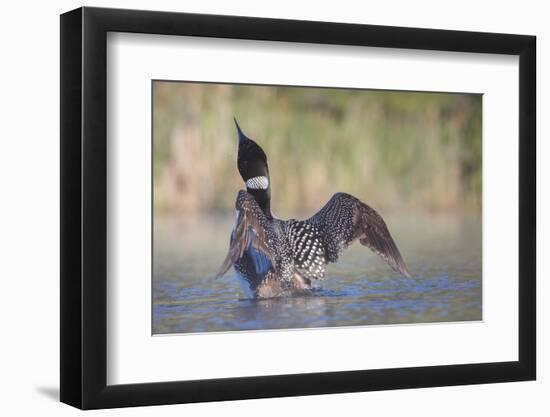 Canada, British Columbia. Adult Common Loon in breeding plumage flaps its wings.-Gary Luhm-Framed Photographic Print