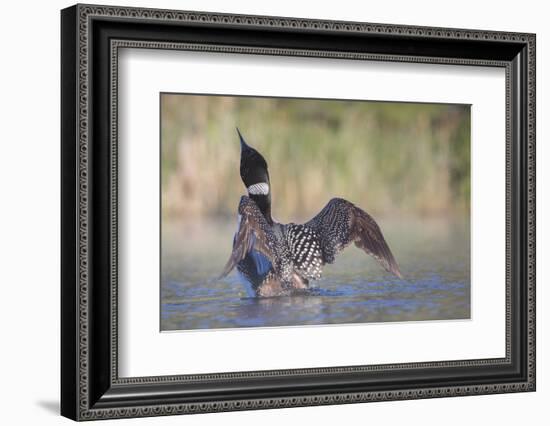 Canada, British Columbia. Adult Common Loon in breeding plumage flaps its wings.-Gary Luhm-Framed Photographic Print