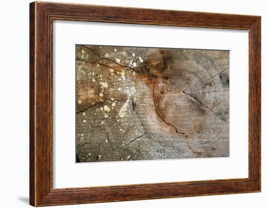 Canada, British Columbia, Cabbage Island. Cut Cedar Log Showing Age Rings-Kevin Oke-Framed Photographic Print