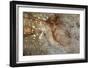 Canada, British Columbia, Cabbage Island. Cut Cedar Log Showing Age Rings-Kevin Oke-Framed Photographic Print
