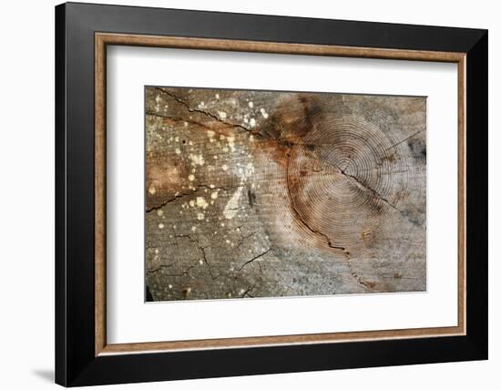 Canada, British Columbia, Cabbage Island. Cut Cedar Log Showing Age Rings-Kevin Oke-Framed Photographic Print