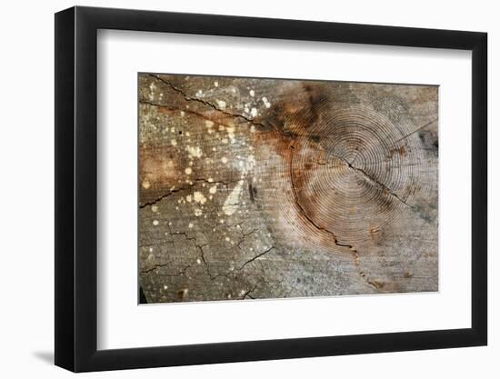 Canada, British Columbia, Cabbage Island. Cut Cedar Log Showing Age Rings-Kevin Oke-Framed Photographic Print