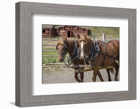 Canada, British Columbia, Cache Creek. Horses pulling stagecoach.-Jaynes Gallery-Framed Photographic Print