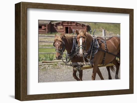 Canada, British Columbia, Cache Creek. Horses pulling stagecoach.-Jaynes Gallery-Framed Photographic Print