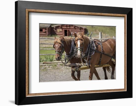 Canada, British Columbia, Cache Creek. Horses pulling stagecoach.-Jaynes Gallery-Framed Photographic Print