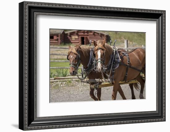 Canada, British Columbia, Cache Creek. Horses pulling stagecoach.-Jaynes Gallery-Framed Photographic Print