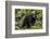 Canada, British Columbia, Clayoquot Sound. Black bear foraging in intertidal zone.-Yuri Choufour-Framed Photographic Print