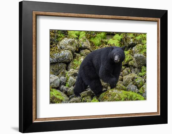 Canada, British Columbia, Clayoquot Sound. Black bear foraging in intertidal zone.-Yuri Choufour-Framed Photographic Print