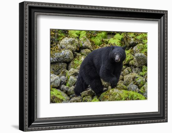 Canada, British Columbia, Clayoquot Sound. Black bear foraging in intertidal zone.-Yuri Choufour-Framed Photographic Print