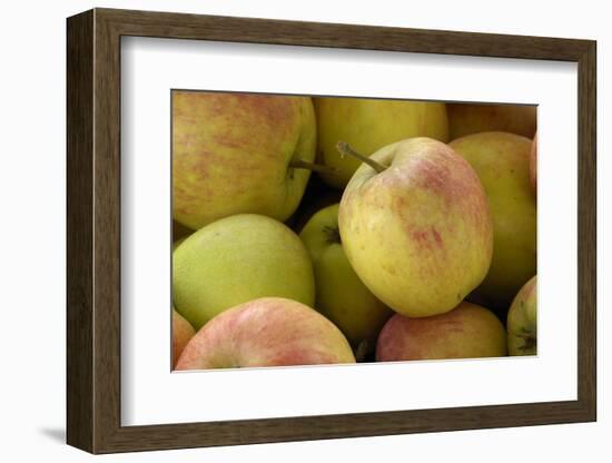 Canada, British Columbia, Cowichan Valley. Close-Up of Red and Green Apples-Kevin Oke-Framed Photographic Print