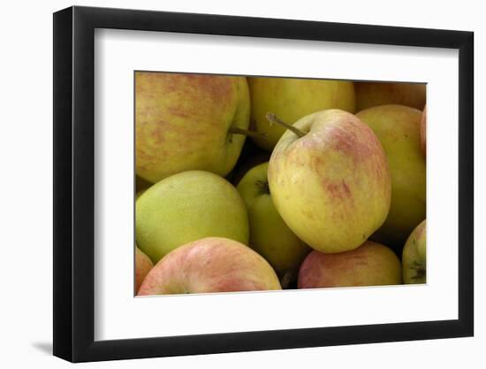 Canada, British Columbia, Cowichan Valley. Close-Up of Red and Green Apples-Kevin Oke-Framed Photographic Print