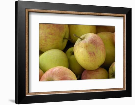 Canada, British Columbia, Cowichan Valley. Close-Up of Red and Green Apples-Kevin Oke-Framed Photographic Print