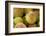 Canada, British Columbia, Cowichan Valley. Close-Up of Red and Green Apples-Kevin Oke-Framed Photographic Print