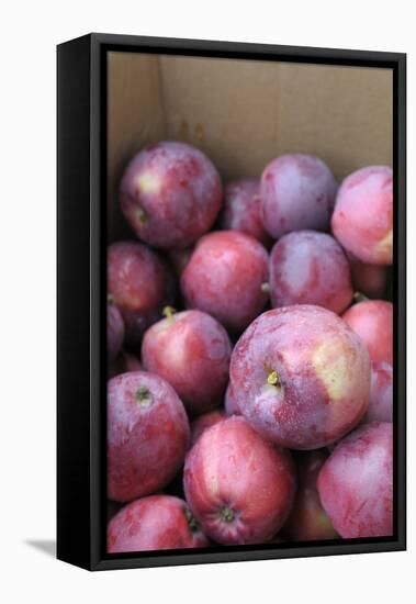 Canada, British Columbia, Cowichan Valley. Close Up of Red Apples in a Cardboard Box-Kevin Oke-Framed Premier Image Canvas