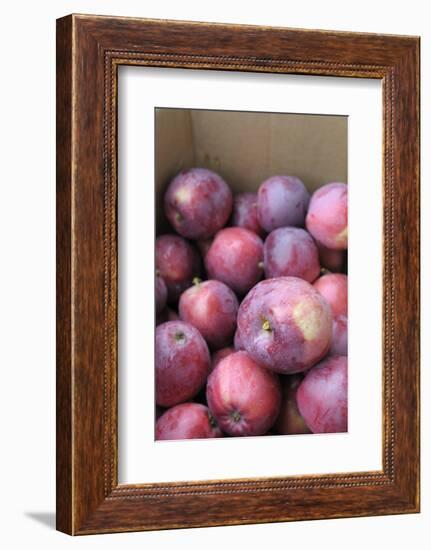 Canada, British Columbia, Cowichan Valley. Close Up of Red Apples in a Cardboard Box-Kevin Oke-Framed Photographic Print