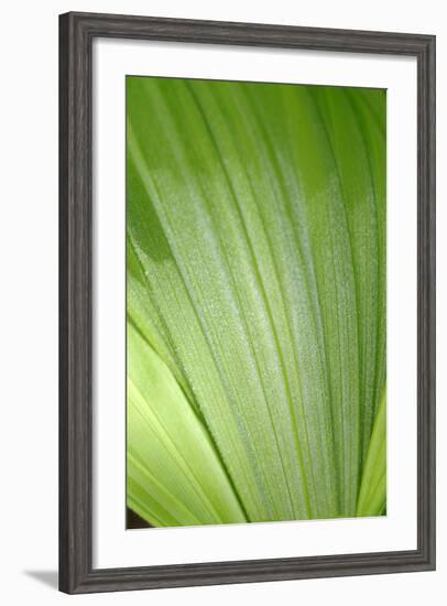 Canada, British Columbia, Cowichan Valley. Honeymoon Bay Wildflower Reserve. Close-Up of Green Leaf-Kevin Oke-Framed Photographic Print