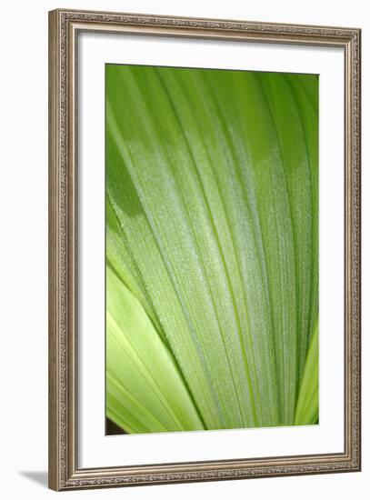 Canada, British Columbia, Cowichan Valley. Honeymoon Bay Wildflower Reserve. Close-Up of Green Leaf-Kevin Oke-Framed Photographic Print