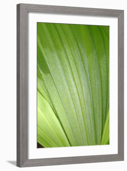 Canada, British Columbia, Cowichan Valley. Honeymoon Bay Wildflower Reserve. Close-Up of Green Leaf-Kevin Oke-Framed Photographic Print