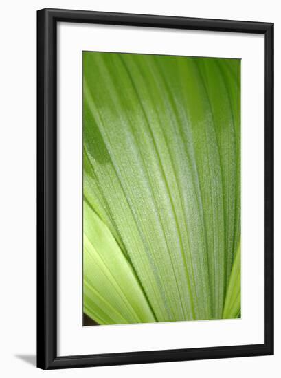 Canada, British Columbia, Cowichan Valley. Honeymoon Bay Wildflower Reserve. Close-Up of Green Leaf-Kevin Oke-Framed Photographic Print