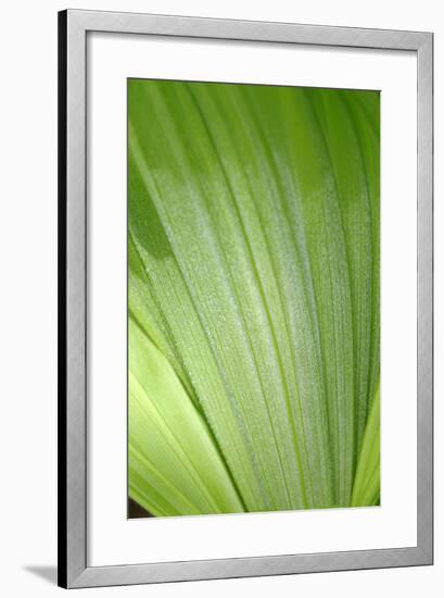 Canada, British Columbia, Cowichan Valley. Honeymoon Bay Wildflower Reserve. Close-Up of Green Leaf-Kevin Oke-Framed Photographic Print