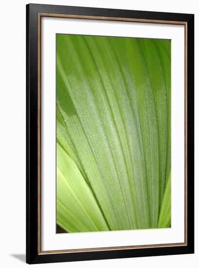 Canada, British Columbia, Cowichan Valley. Honeymoon Bay Wildflower Reserve. Close-Up of Green Leaf-Kevin Oke-Framed Photographic Print