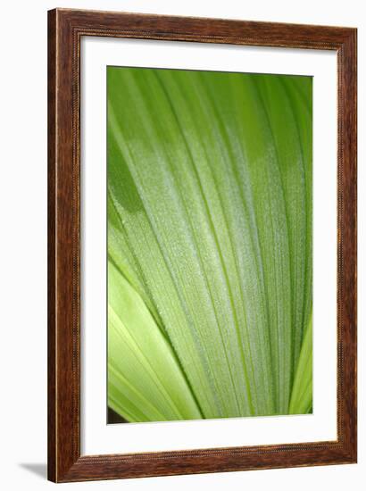 Canada, British Columbia, Cowichan Valley. Honeymoon Bay Wildflower Reserve. Close-Up of Green Leaf-Kevin Oke-Framed Photographic Print