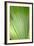 Canada, British Columbia, Cowichan Valley. Honeymoon Bay Wildflower Reserve. Close-Up of Green Leaf-Kevin Oke-Framed Photographic Print