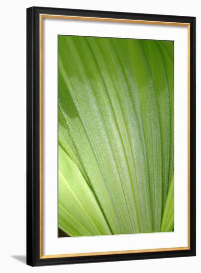 Canada, British Columbia, Cowichan Valley. Honeymoon Bay Wildflower Reserve. Close-Up of Green Leaf-Kevin Oke-Framed Photographic Print