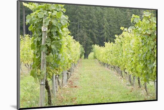 Canada, British Columbia, Cowichan Valley. Row of Grape Vines-Kevin Oke-Mounted Photographic Print