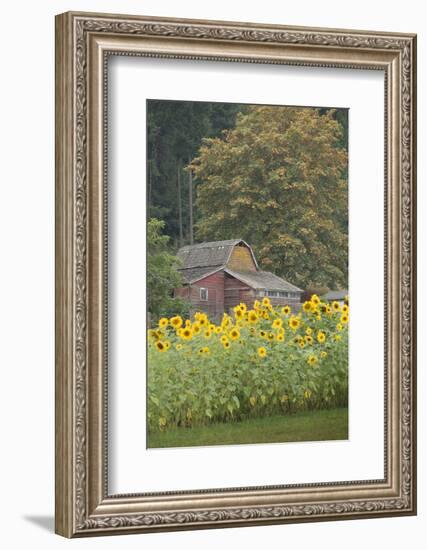 Canada, British Columbia, Cowichan Valley. Row of Sunflowers and Old Red Barn-Kevin Oke-Framed Photographic Print